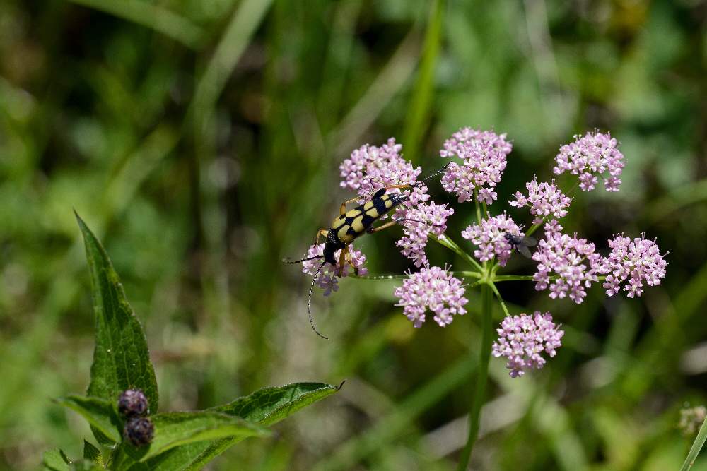 Pimpinella major (Apiaceae)